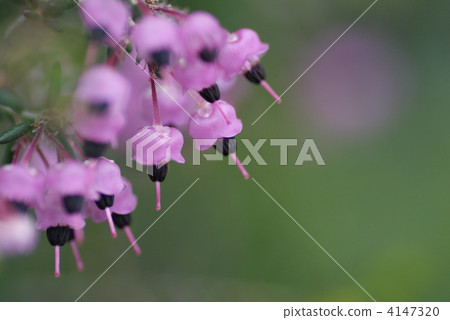 Janome Erika Janome Erika 4147320