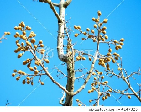 Tung bud (flower bud) 4147325
