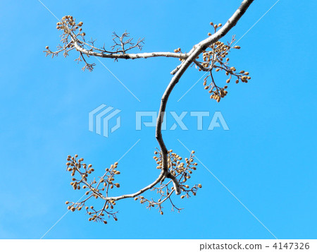 Tung bud (flower bud) 4147326
