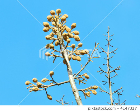 桐芽(花蕾) 桐芽(花蕾) 4147327