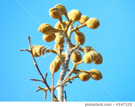 Tung bud (flower bud) 4147328