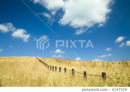 Grassland and fence of dry grass 4147329