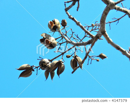 Tung nut (real shell) Tung nut (real shell) 4147379