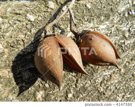 Tung nut (real shell) 4147380