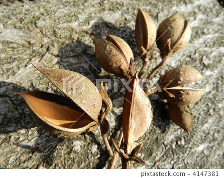 Tung nut (real shell) Tung nut (real shell) 4147381