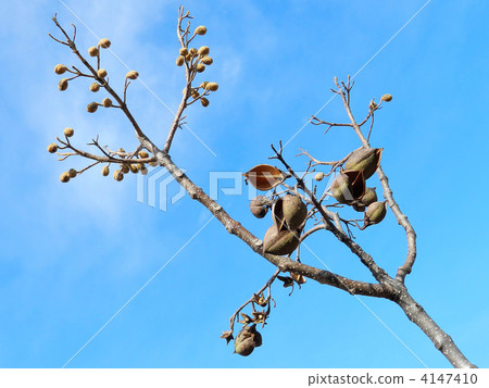Tung (buds and fruit shells) 4147410