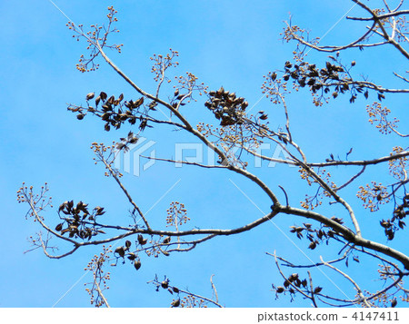 Tung (buds and fruit shells) 4147411