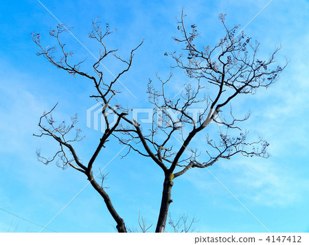 Tung (buds and fruit shells) 4147412