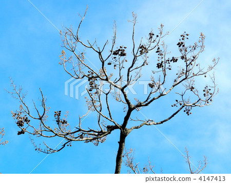 Tung (buds and fruit shells) Tung (buds and fruit shells) 4147413