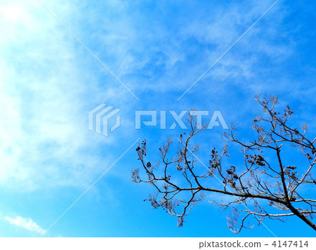 Tung (buds and fruit shells) 4147414