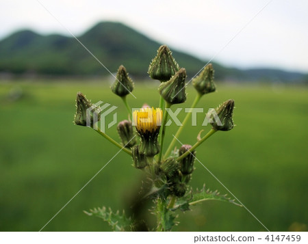 Yellow flowers of Hornogi blooming on the roadside (closeup) 4147459