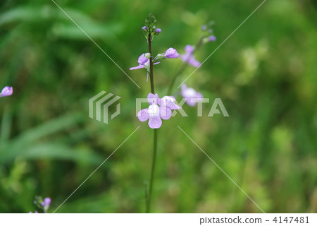 淺紫色的松針饅頭開花在路邊(特寫) 淺紫色的松針饅頭開花在路邊(特寫) 4147481