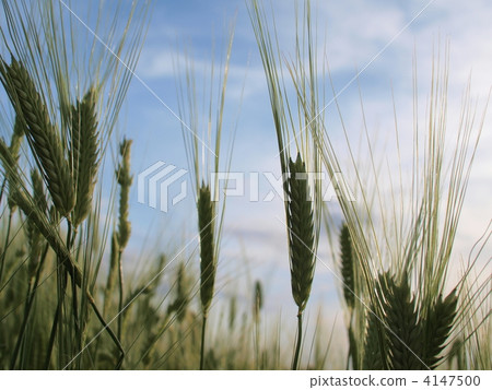 四季麥田 4147500