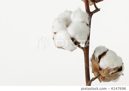 Cotton 4147696