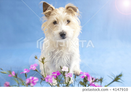 Jack Russell Terrier and Nagisa no Hana Jack Russell Terrier and Nagisa no Hana 4147910