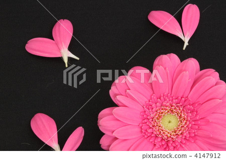 gerbera, gerberas, fresh flowers 4147912
