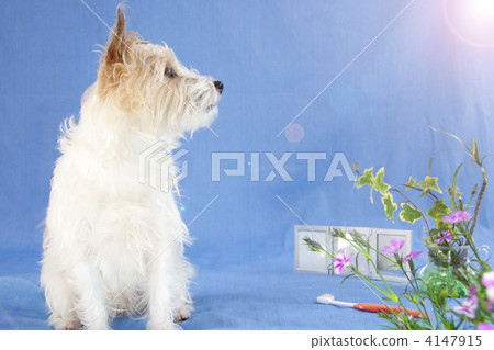 Asahi and Jack Russell Terrier Asahi and Jack Russell Terrier 4147915