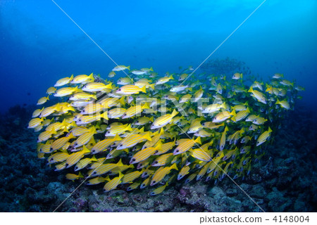 Flock of Yosugefedai 4148004