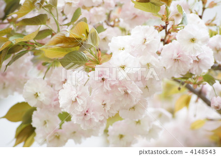 Double cherry blossoms (Euphorbia) 4148543