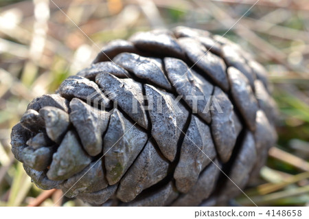 pinecone, fruit, pinetree 4148658