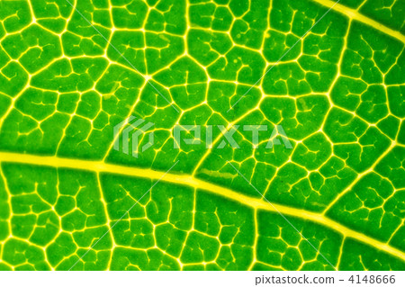 leaf vein, veins of leaf, foliage 4148666