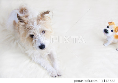 Jack Russell Terrier Jack Russell Terrier 4148788