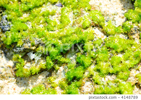 Natural Aosha Natural Aosha 4148789