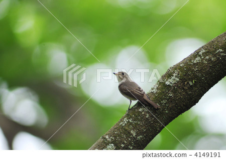 Kosametepataki Kosametepataki 4149191