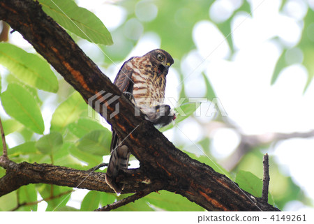 Taka Department Hightaka Tsumi 4149261