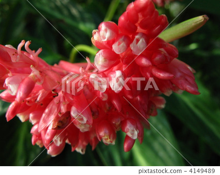 Flowers of foliage plants 4149489