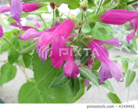 水果鼠尾草散發出香氣 4149491