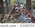 長頸鹿 多摩動物園 休閒設施 4149558