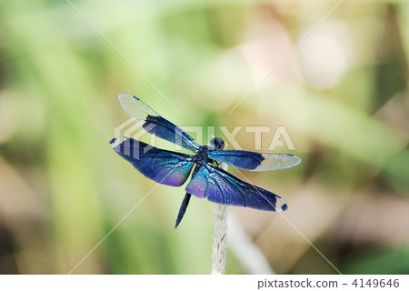 蝴蝶蜻蜓 4149646