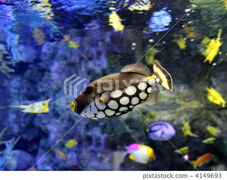 Mongara Kawahagi 4149693