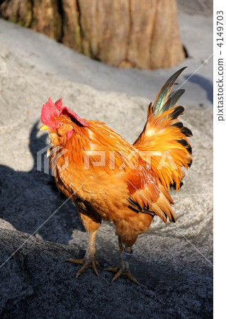 Chicken Chicken 4149703