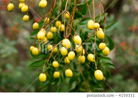 Sendan水果 4150331