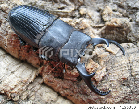 Coolan nebut stag beetle Coolan nebut stag beetle 4150399