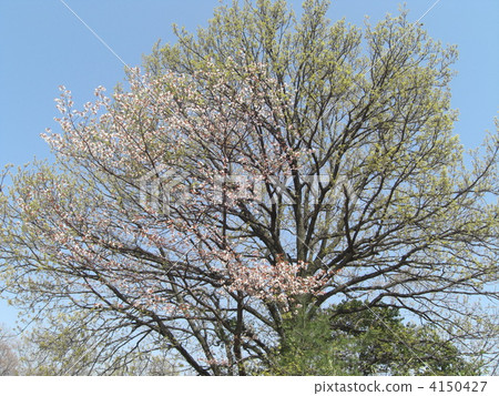 山櫻 野櫻桃花 野櫻桃樹 4150427