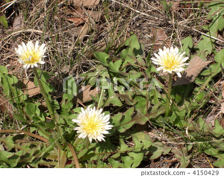 白色蒲公英 朝鮮蒲公英 植物 4150429