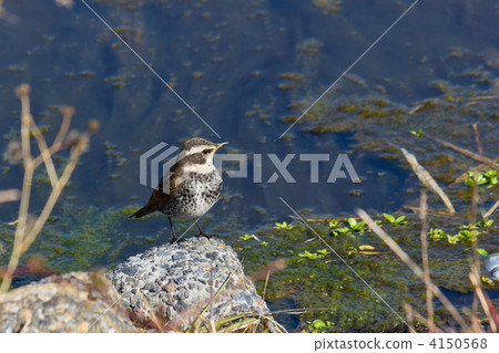 Thrush Thrush 4150568