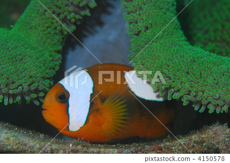Touaka Anemonefish Touaka Anemonefish 4150578