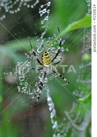 Argiope spider 4150614
