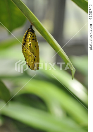 Golden pupa 4150743