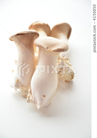 作物 室內 影棚拍攝 4150850