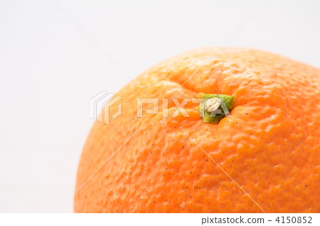 伊予柑 柑橘 水果 4150852