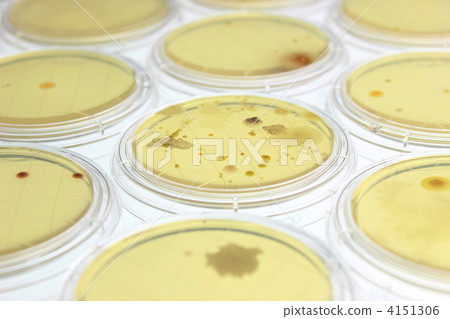 實際貼壁細菌培養 4151306