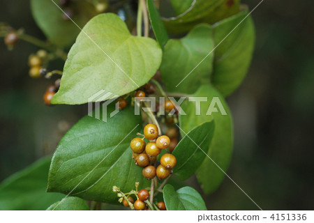 Hexokazura fruit Hexokazura fruit 4151336