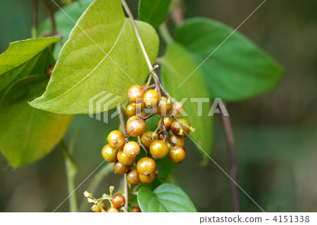 Hexokazura水果 4151338