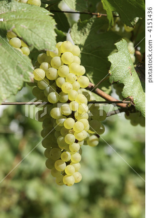 Chardonnay variety grapes Chardonnay variety grapes 4151436