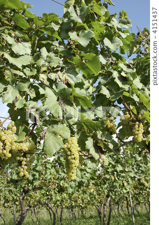 Chardonnay vineyard 4151437